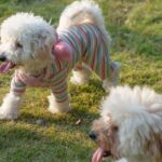 Woman buys dog a ‘poodle cut’ but is horrified by result