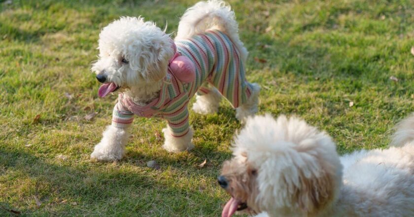 Woman buys dog a ‘poodle cut’ but is horrified by result
