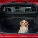 6 steps for a stress-free car journey with your dog – as one in three avoid it