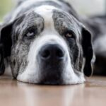 Professional dog trainer names 3 breeds they ‘never recommend’