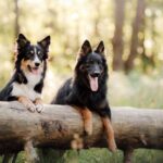 What is the smartest dog breed – 1 can be trained in under five seconds