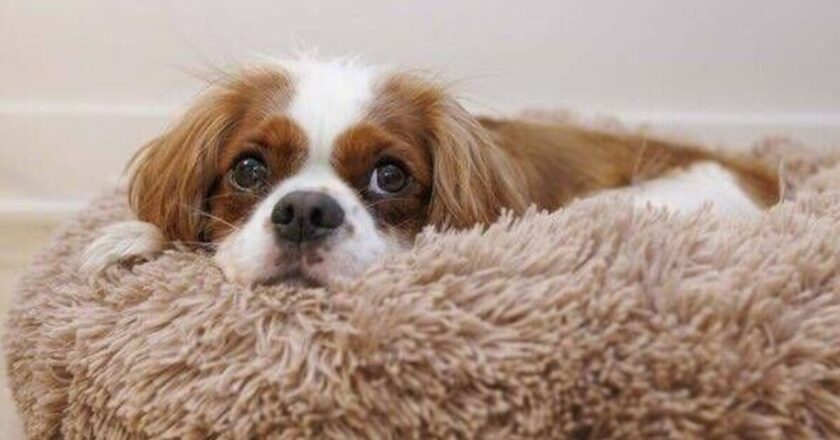 Four easy-going dog breeds that don’t need much grooming and are ‘relaxed’