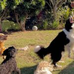 Dog trainer says 3 breeds are worst behaved and they’re really popular