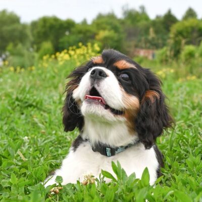 Vet warns of five dog breeds he’d ‘never own’