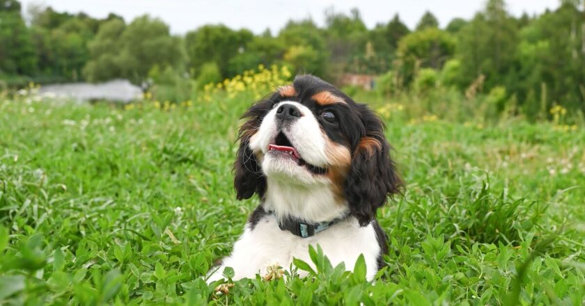 Vet warns of five dog breeds he’d ‘never own’