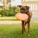 27 dog breeds that need most walks and exercise named by dog trainer