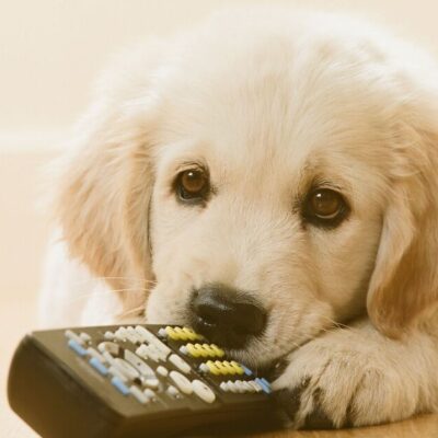 Owner whose dog won’t cuddle shares ‘puppy blues’ struggle