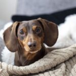 Couple gobsmacked when adopted ‘sausage dog’ becomes another breed