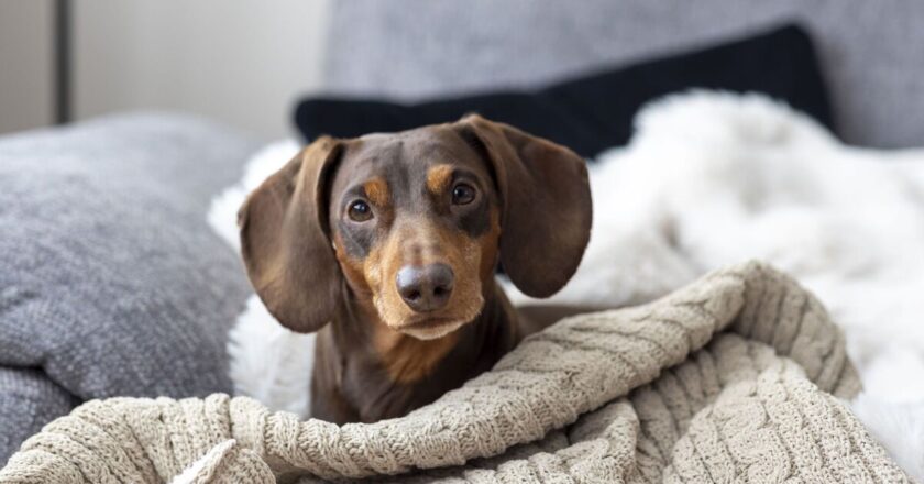 Couple gobsmacked when adopted ‘sausage dog’ becomes another breed