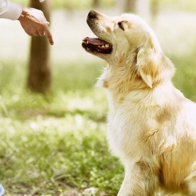 ‘Most important’ command every dog owner should teach their pets