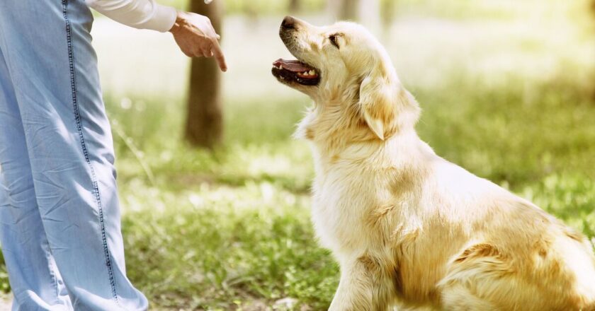 ‘Most important’ command every dog owner should teach their pets
