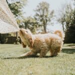 Dog owner shares 1 thing to know about the puppy blues