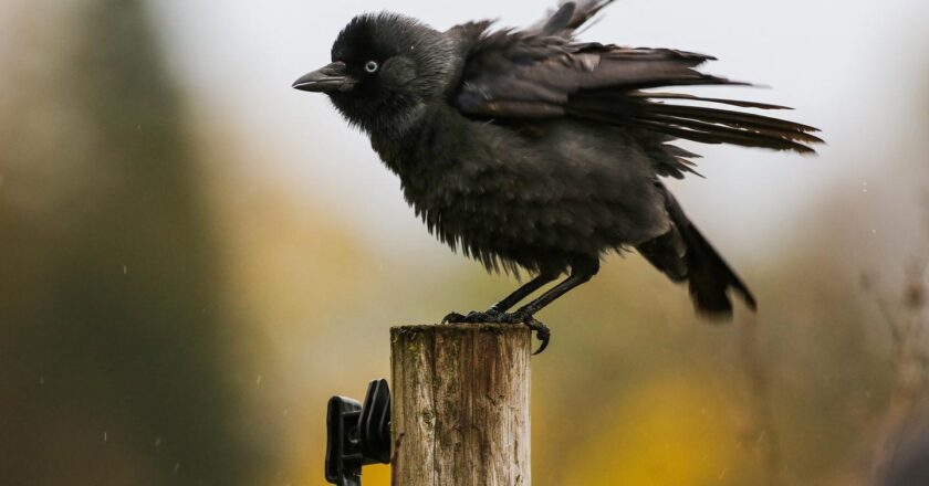 Le choucas des tours est « précâblé » pour apprendre à reconnaître des prédateurs inconnus