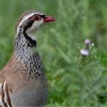 Le Conseil d’Etat demande au gouvernement de suspendre la chasse à la perdrix des neiges pendant cinq ans