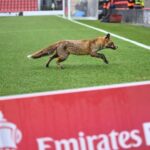 Londres joue la carte du réensauvagement