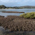 Les huîtres, ingénieures inattendues des récifs