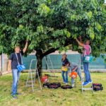 Avec Aux arbres citoyens !, la cueillette solidaire prend racine