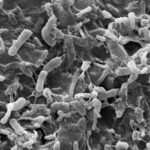 L’usage de pesticides bouleverserait en profondeur la biodiversité microbienne des sols