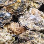 Raw oysters and clams recalled in 9 U.S. states over possible norovirus contamination