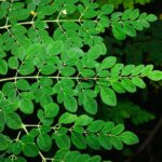 FDA investigating Salmonella outbreak connected to moringa powder