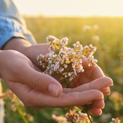 Valerian root compared to Valium for anti-anxiety, while experts warn of risks