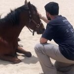 Israeli PTSD program uses horses to treat October 7 trauma survivors