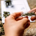 Compounds found in cannabis reduced liver fat in new study