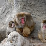 Punch the monkey is seen cuddling with fellow macaque at Japanese zoo