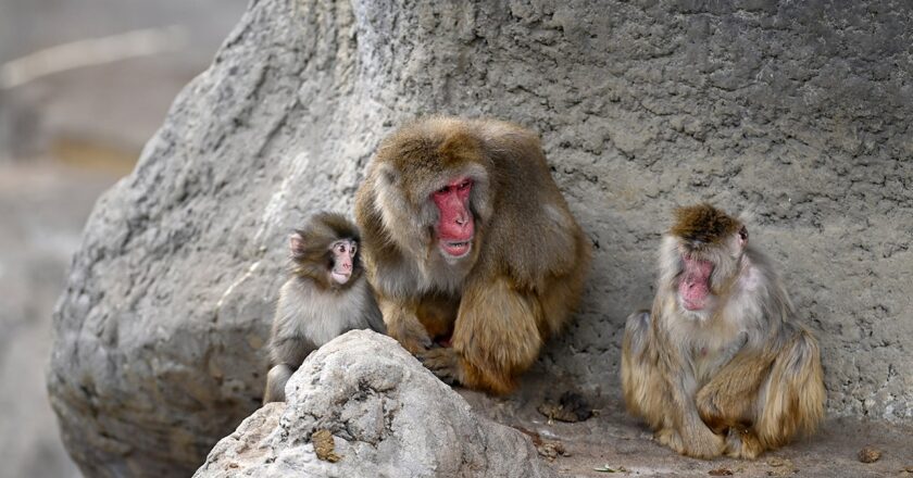 Punch the monkey is seen cuddling with fellow macaque at Japanese zoo